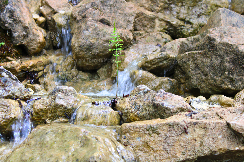 Bachlauf, Pflänzchen  | Naturpuls - Realisiert mit Pictrs.com