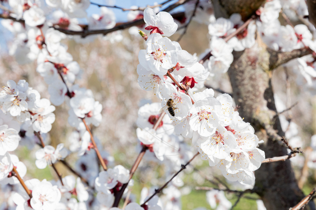 Marillenblüte Wachau | Ihre Fotografin im Lungau, ihre Fotografin im Mostviertel, Wandbilder Onlineshop, Imagefotos für Ihr Unternehmen,  - Realisiert mit Pictrs.com