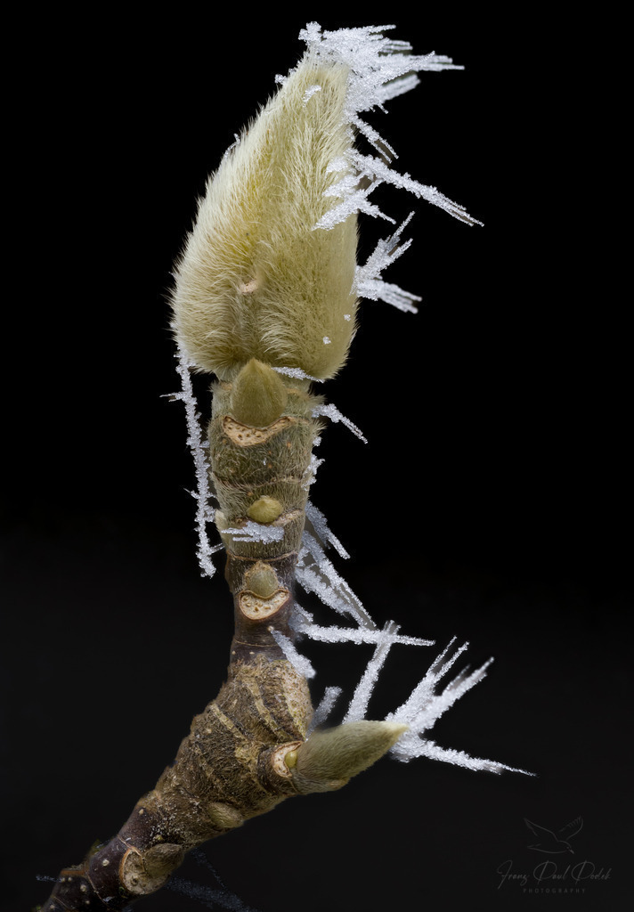 2024-12-31_14_03_02_2025-01-01_22-14-33 | Franz Podek