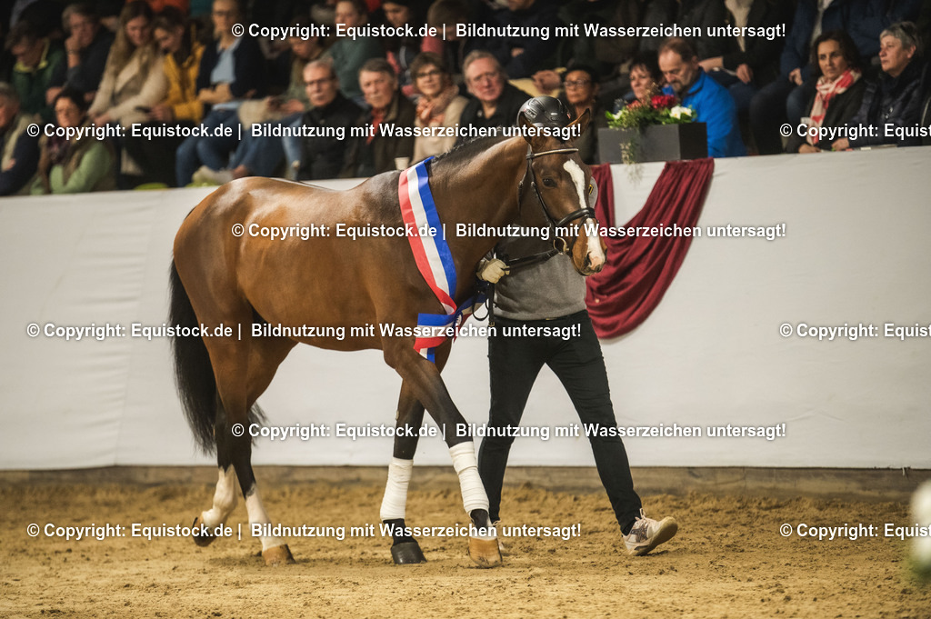 20240302_Hengstvorstellung_Marbach_TOMsPiC_0470 | equistock