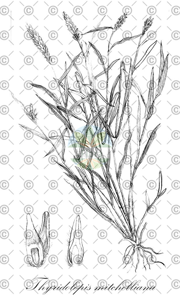 HistAbb_wfo-0000409419_1_ENZY_Simple | Historische Abbildung von Thyridolepis mitchelliana - Poaceae | Historical Illustration of Thyridolepis mitchelliana - Poaceae