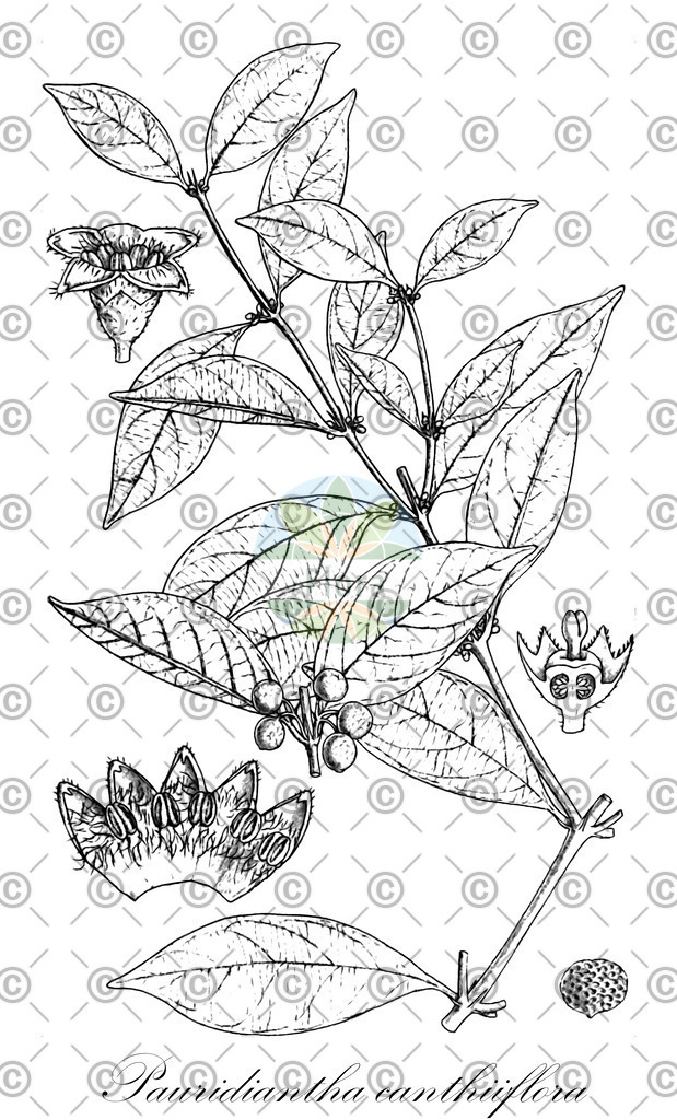 HistAbb_wfo-0000265106_1_ENZY_Simple | Historische Abbildung von Pauridiantha canthiiflora - Rubiaceae | Historical Illustration of Pauridiantha canthiiflora - Rubiaceae