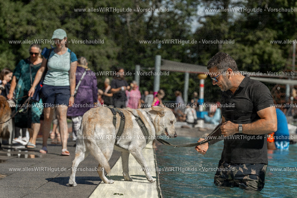 Hundeschwimmen_Volksbad_2026-allesWIRTHgut_Tierfotografie-2609061250-120038-7R500196 | Professionelle Tierfotografie in Mönchengladbach von Daniel Wirth (allesWIRTHgut). Liebevolle & natürliche Bilder von Hunden & Katzen für unvergessliche Erinnerungen.