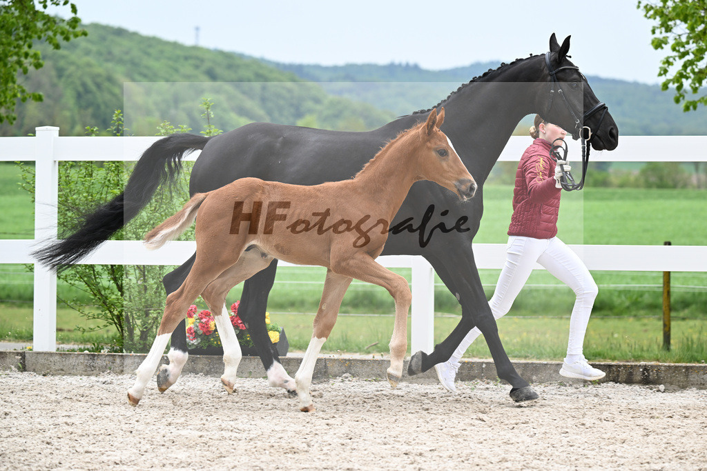 Kat-Nr. 32 HF Erste Sahne x Fuerst Samarant_Kahl_23261094 | hf-fotografie - Realisiert mit Pictrs.com