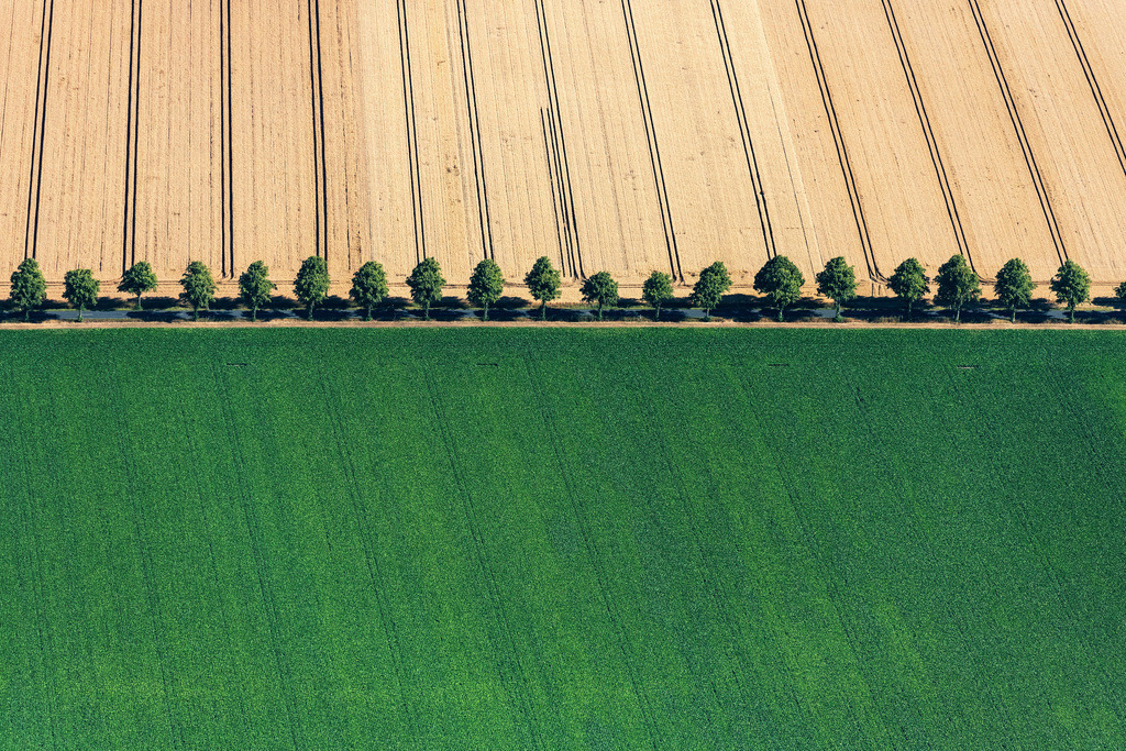 dr__0038339.jpg | SCHELLERTEN 23.07.2019 Baumreihe an einer Landstraße an einem Feldrand in Schellerten im Bundesland Niedersachsen, Deutschland. // Row of trees on a country road on a field edge in Schellerten in the state Lower Saxony, Germany. Foto: Daniel Reiter
