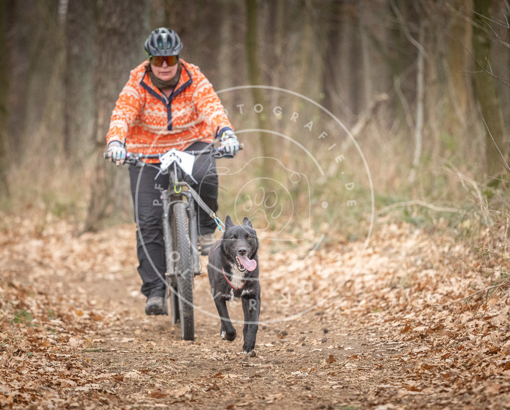 Pfotenfotografie_DV3A6418 | Hundefotografie, Tierfotograf, Pfotenfotografie, Fotoshooting Hund, Hunde Portrait, Hundesport, Hundeportraits, Heideshooting, Hunde, Sportfotograf, Hundefotograf, Turnierhundsport, THS,  - Realisiert mit Pictrs.com