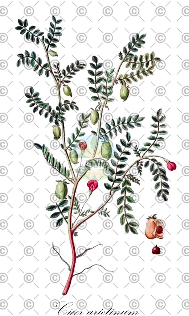 HistAbb_EMP_119826_SRC_Schlechtendal_FLORAD_SIMPLE | Historische Abbildung von Cicer arietinum - Fabaceae | Historical Illustration of Cicer arietinum - Fabaceae