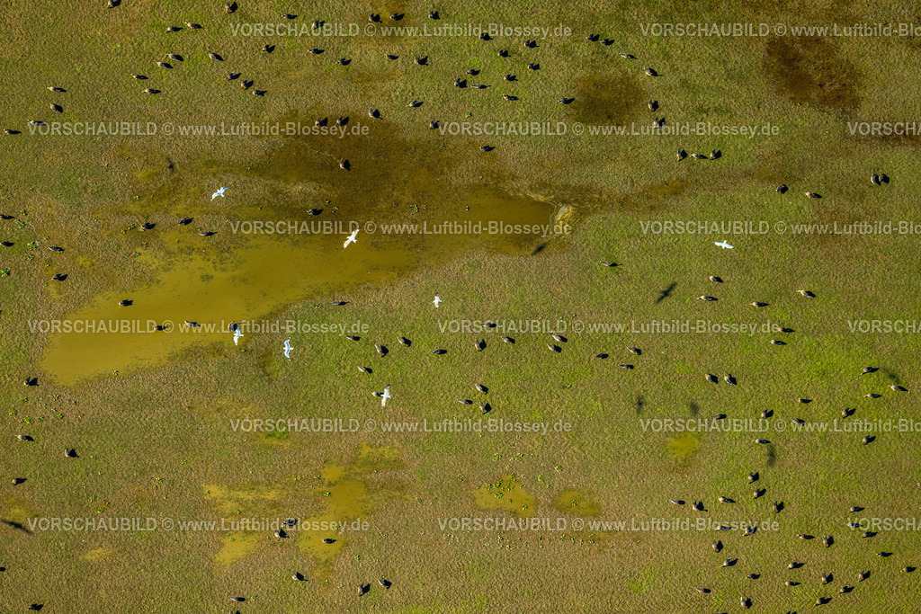 Wesel240311800 | Luftbild, Gänse beim Baden in einer Wasserpfütze auf einer Wiese neben dem Hansenhof, Bislich, Wesel, Nordrhein-Westfalen, Deutschland