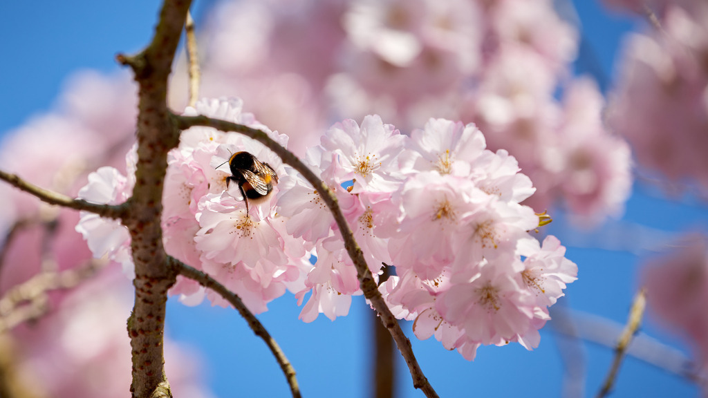Kirschblüte II | kleinen-fotografie