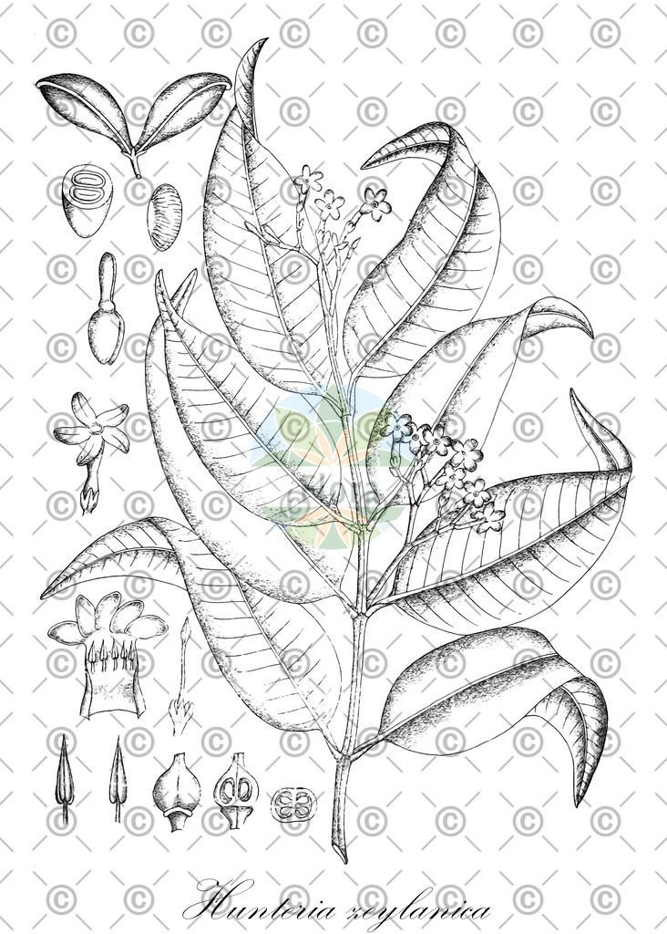 HistAbb_EMP464_SRC_Schlechtendal_FLORAD_SIMPLE | Historische Abbildung von Hunteria zeylanica - Apocynaceae | Historical Illustration of Hunteria zeylanica - Apocynaceae