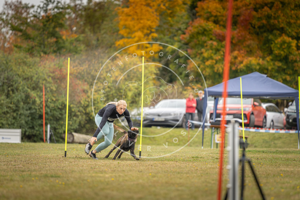 Pfotenfotografie_DV3A3950 | Hundefotografie, Tierfotograf, Pfotenfotografie, Fotoshooting Hund, Hunde Portrait, Hundesport, Hundeportraits, Heideshooting, Hunde, Sportfotograf, Hundefotograf, Turnierhundsport, THS,  - Realisiert mit Pictrs.com