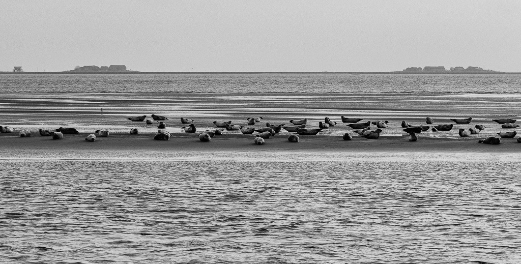 Seehunde im Watt vor Hallig Langeneß © Holger Rüdel | Der Online-Shop von Holger Rüdel. Ausgewählte Fotografien als FineArt-Prints bestellen: Bildreportagen, Landschaften, Wildlife, History, Infrarot-Motive in Schwarzweiß und Verschiedenes.  - Realisiert mit Pictrs.com