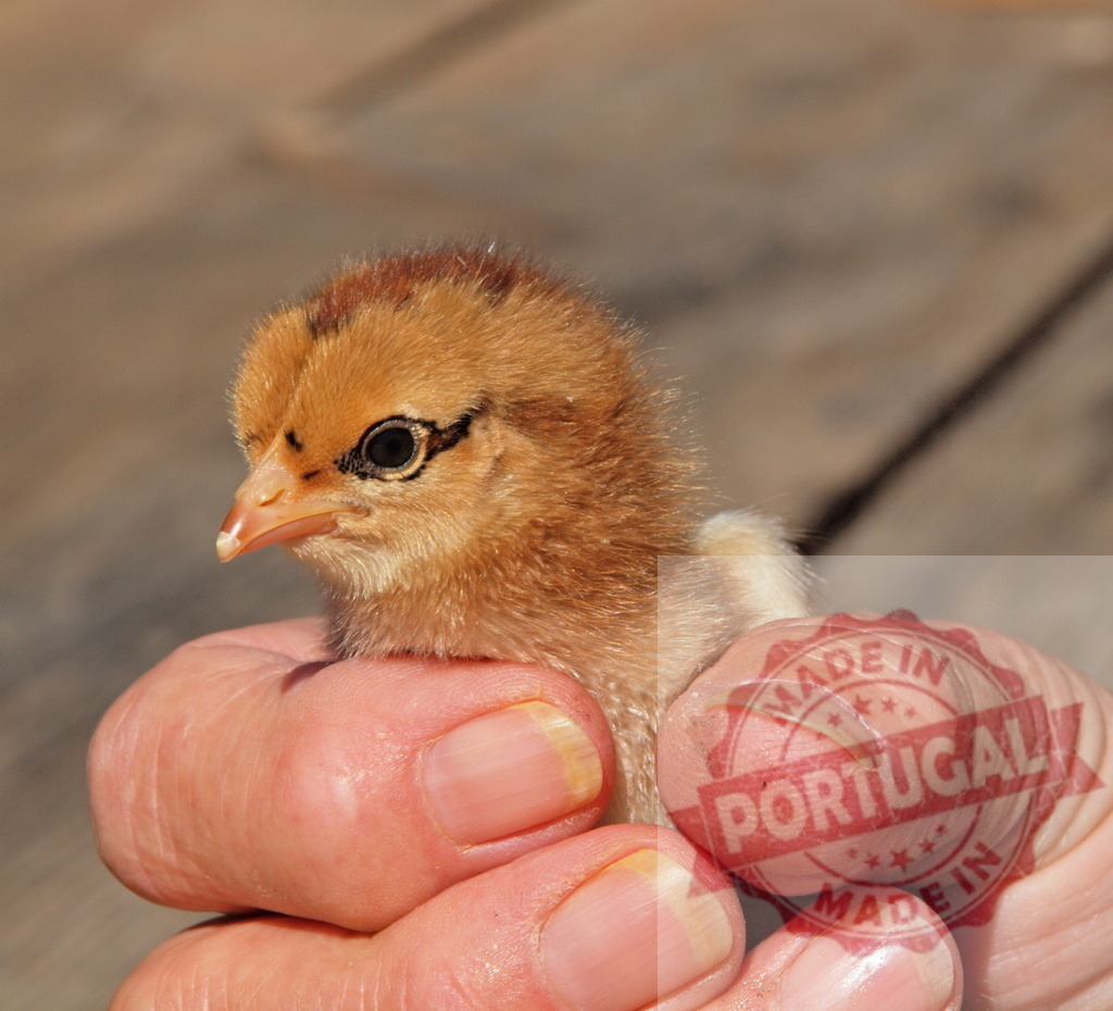 Hand holding fragile baby chick for protection | Hand holding a small, fluffy chick, symbolizing care, growth, and new life on a farm - Realisiert mit Pictrs.com