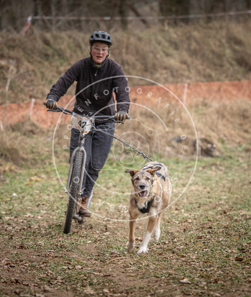 Pfotenfotografie_DV3A6642 | Hundefotografie, Tierfotograf, Pfotenfotografie, Fotoshooting Hund, Hunde Portrait, Hundesport, Hundeportraits, Heideshooting, Hunde, Sportfotograf, Hundefotograf, Turnierhundsport, THS,  - Realisiert mit Pictrs.com
