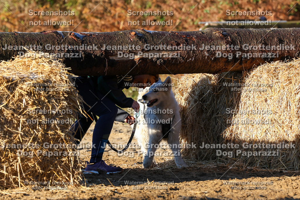 Dog Paparazzi - Strongdog 10-25-934 | Dog Paparazzi Jeanette Grottendiek Fotografie & Videografie - Realisiert mit Pictrs.com