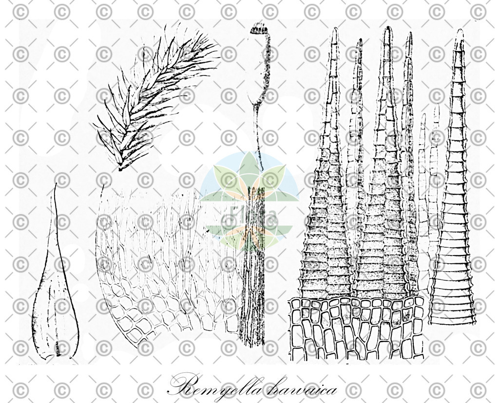 HistAbb_wfo-0000295517_1_ENZY_Simple | Historische Abbildung von Remyella hawaica - Brachytheciaceae | Historical Illustration of Remyella hawaica - Brachytheciaceae