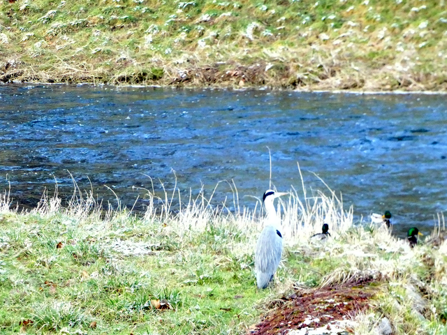Reiher und Enten | Verkauf von Fotos und  Videoclips zumThema Natur.Motive sind Pflanzen, Tiere, Landschaftenund Wetter - Realisiert mit Pictrs.com