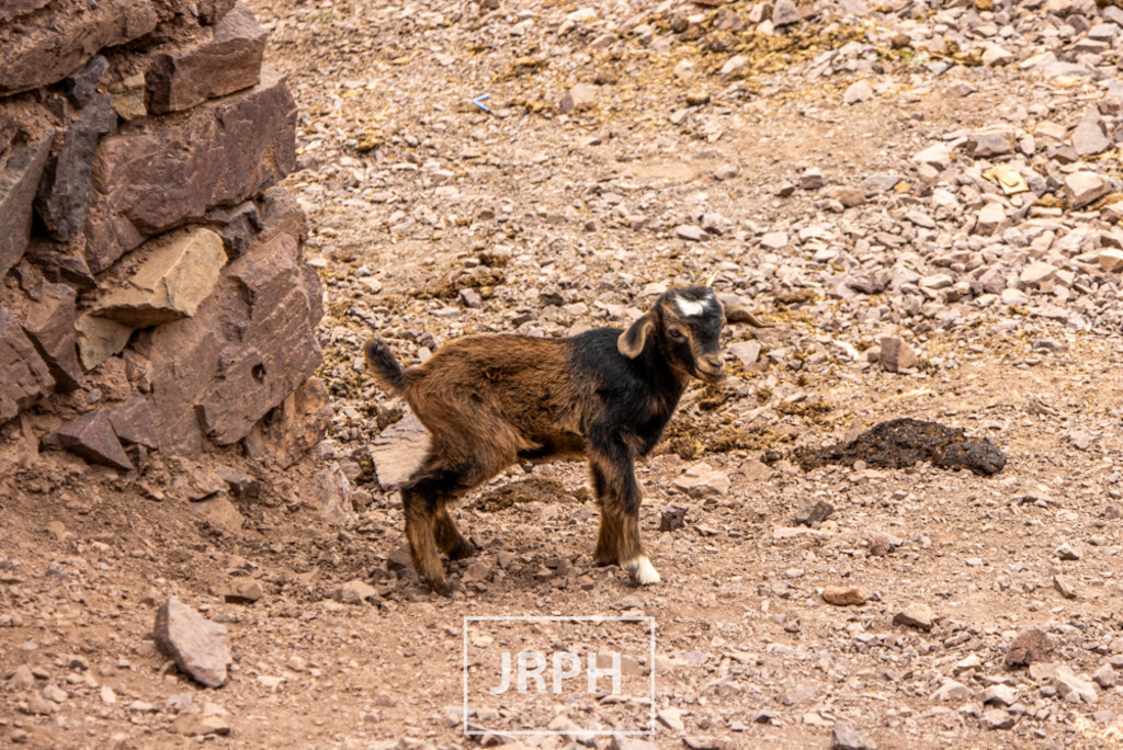 IMG_8266 | jrph - Realisiert mit Pictrs.com