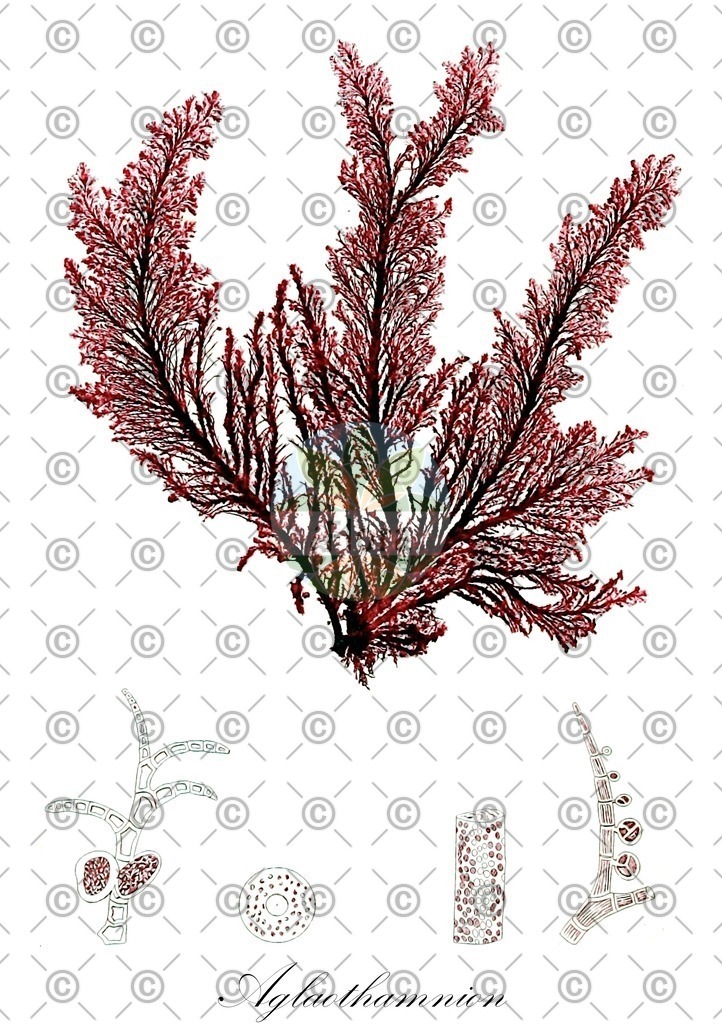 HistAbb_QRW_5_ENZY_Simple | Historische Abbildung von Aglaothamnion - Callithamniaceae (0) | Historical Illustration of Aglaothamnion - Callithamniaceae (0)