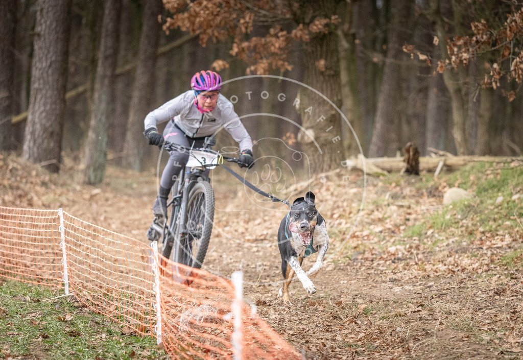 Pfotenfotografie_DV3A1286 | Hundefotografie, Tierfotograf, Pfotenfotografie, Fotoshooting Hund, Hunde Portrait, Hundesport, Hundeportraits, Heideshooting, Hunde, Sportfotograf, Hundefotograf, Turnierhundsport, THS,  - Realisiert mit Pictrs.com