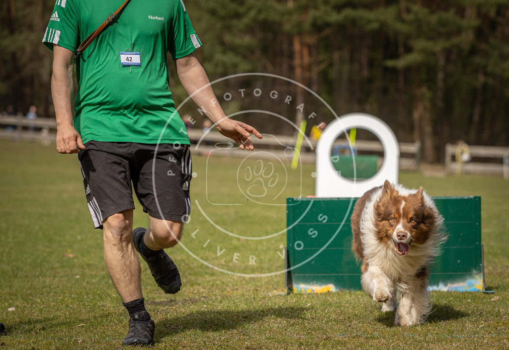 Pfotenfotografie_DV3A8748 | Hundefotografie, Tierfotograf, Pfotenfotografie, Fotoshooting Hund, Hunde Portrait, Hundesport, Hundeportraits, Heideshooting, Hunde, Sportfotograf, Hundefotograf, Turnierhundsport, THS,  - Realisiert mit Pictrs.com