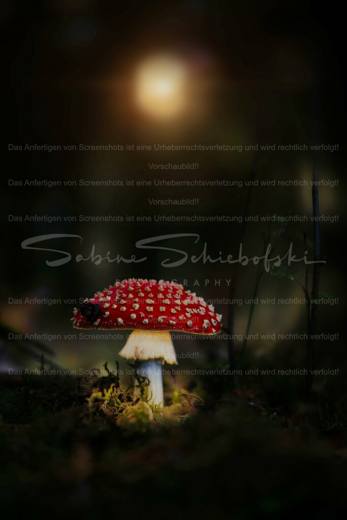 Wandbild Fliegenpilz | People- und Tierfotografie, Imageaufnahmen, Veranstaltungsfotografie und Wandbilder aus der Natur ★ Made in Germany ✔️ Druck + Downloads ✔️ Naturfotografie in Top Qualität ★ schneller Versand, weltweite Lieferung! - Realisiert mit Pictrs.com