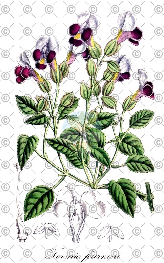 HistAbb_5711_2_SIMPLE | Historische Abbildung von Torenia fournieri - Linderniaceae | Historical Illustration of Torenia fournieri - Linderniaceae