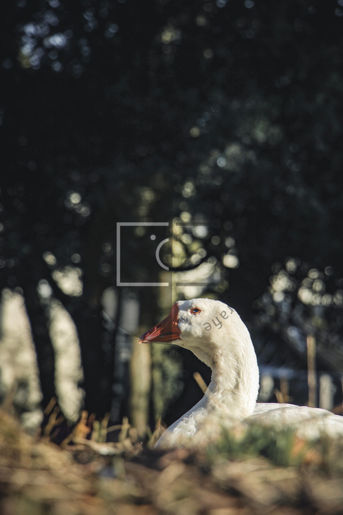 Wandbild Gans im Schlossgarten Oldenburg | Ich bin Fotograf und auf meiner Webseite hast du die Möglichkeit meine fotografie als Wandbilder druckfertig für dein Zuhause zu bestellten. - Realisiert mit Pictrs.com