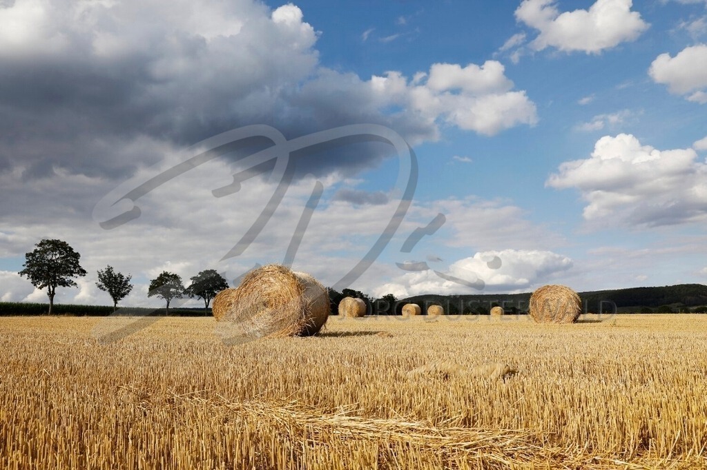 AgrarArt-STROHFELD_2777 | #003 | Modell: Fee | Foto: Tschiponnique Skupin - Realisiert mit Pictrs.com