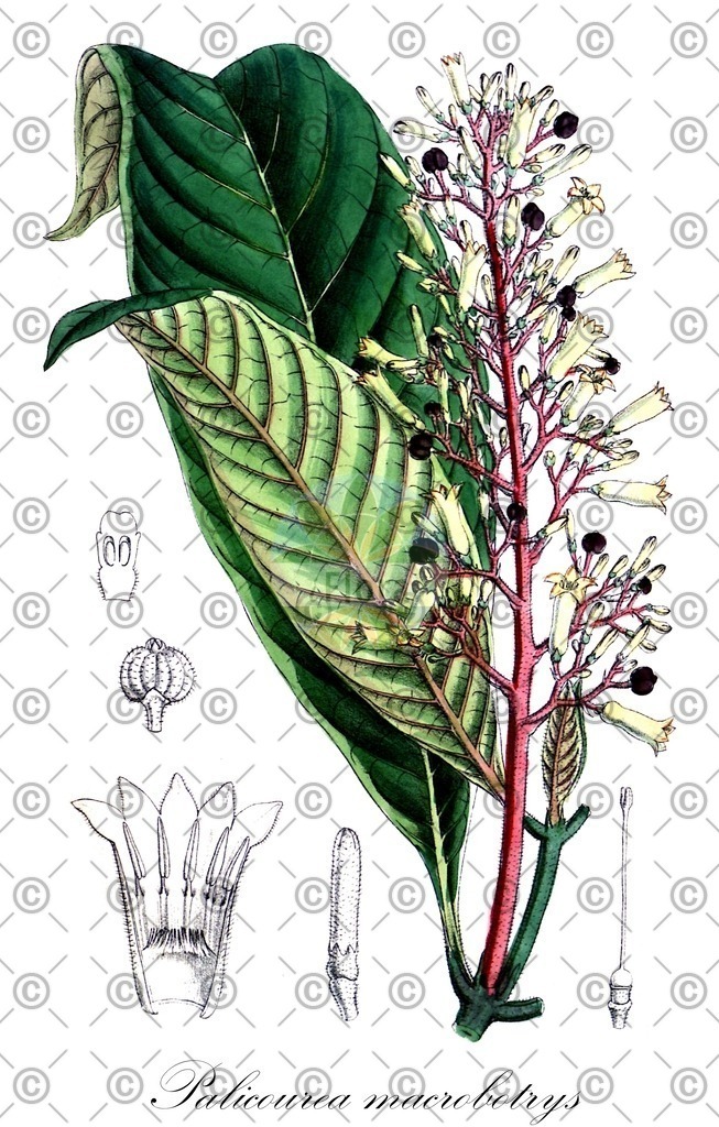 HistAbb_wfo-0000488645_1_ENZY_Simple | Historische Abbildung von Palicourea macrobotrys - Rubiaceae | Historical Illustration of Palicourea macrobotrys - Rubiaceae