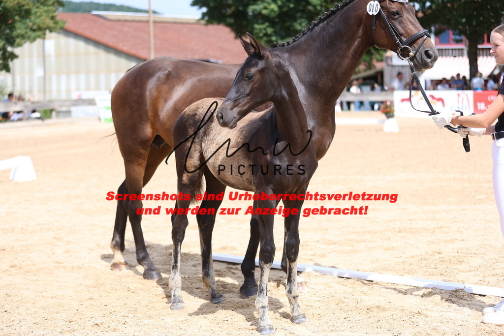 Fohlenschau_Schwäbisch_Hall_dressurbetonte_Fohlen_KN 10_12 | lmwpictures - Realisiert mit Pictrs.com