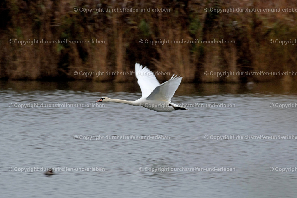 Fliegender Höckerschwan mit erhobenen Flügeln. Flying swan with wings raised high over a pond in the Rieselfelder nature reserve in Münster. | Fliegender Höckerschwan mit hoch erhobenen Flügeln über einem Teich im Naturschutzgebiet Rieselfelder in Münster. Flying swan with wings raised high over a pond in the Rieselfelder nature reserve in Münster. - Realisiert mit Pictrs.com
