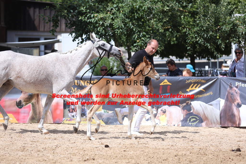 Fohlenschau_Schwäbisch_Hall_Ponys_KN 43_1 | lmwpictures - Realisiert mit Pictrs.com
