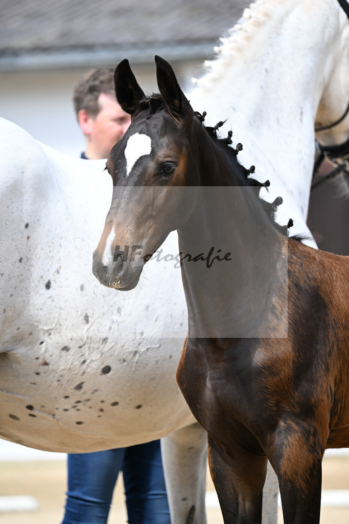 Kat-Nr. 306 Baloutaire PS x Numero Uno_HF_Schenck_20250503 | hf-fotografie - Realizzato con Pictrs.com