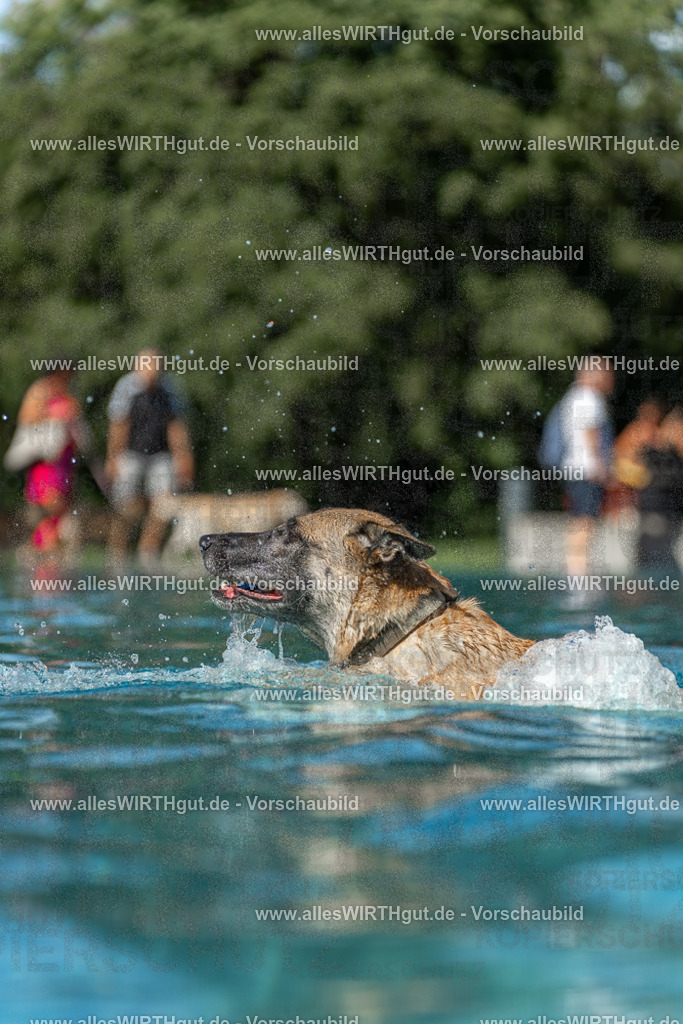 Hundeschwimmen_Volksbad_2026-allesWIRTHgut_Tierfotografie-2609061201-111144-7R500103 | Professionelle Tierfotografie in Mönchengladbach von Daniel Wirth (allesWIRTHgut). Liebevolle & natürliche Bilder von Hunden & Katzen für unvergessliche Erinnerungen.