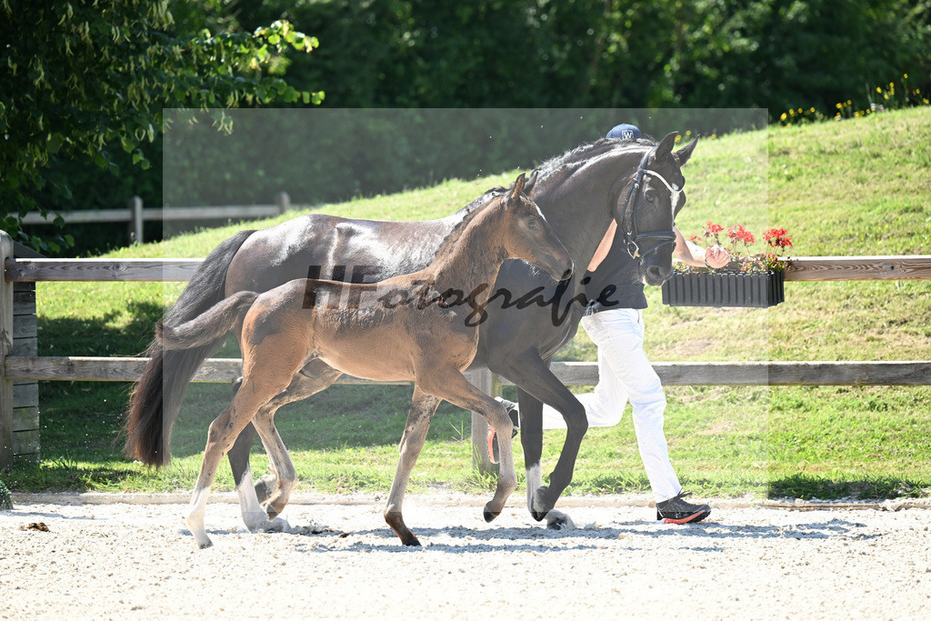 Kat-Nr. 24 Va Bene x Dante Weltino_HF_Winklmaier_24250565 | hf-fotografie - Realizzato con Pictrs.com