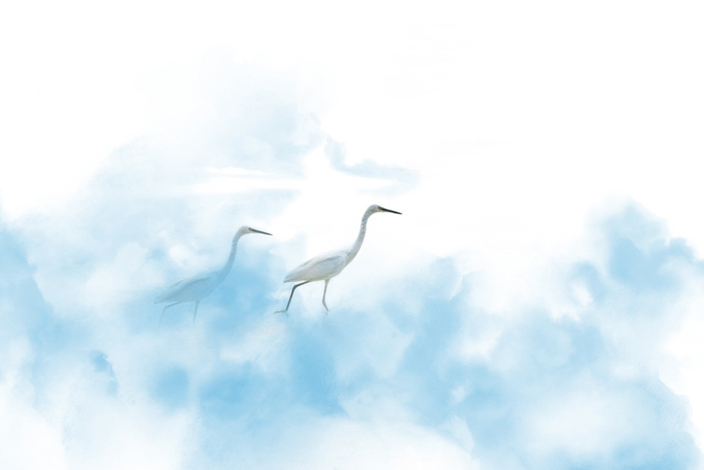Seidenreiher in den Wolken | Kenia | Premium-Wandbild von justsomewhere.com: Eine künstlerische Komposition zweier weißer Seidenreiher aus Kenia, die wie auf Wolken durch eine weiche, blau-weiße Nebellandschaft schreiten. - Realisiert mit Pictrs.com