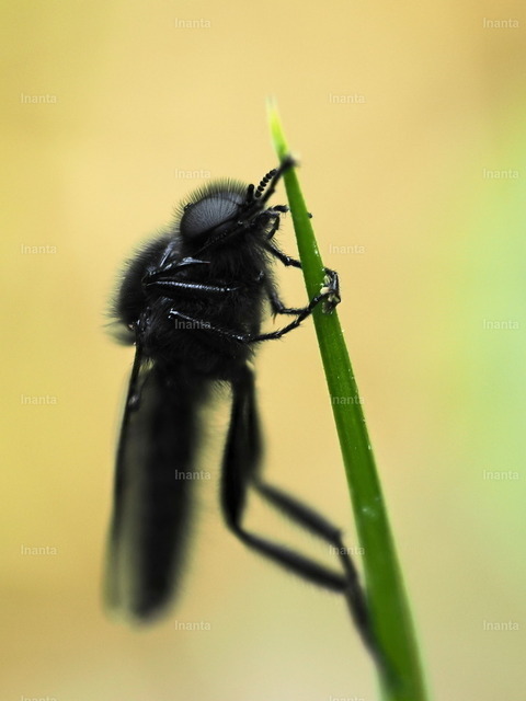 Maerzfliege_01 | Die Märzfliege (Bibio marci), auch Haarmücke genannt, ist eine 10–14 mm große, schwarz behaarte Fliege aus der Familie der Haarmücken. Sie erscheint typischerweise im Frühjahr und fliegt oft in Schwärmen.
 –  – 
The St. Mark's Fly (Bibio marci), also known as the March fly, is a 10–14 mm black, hairy fly from the family Bibionidae. It typically appears in spring and often flies in swarms. - Realisiert mit Pictrs.com