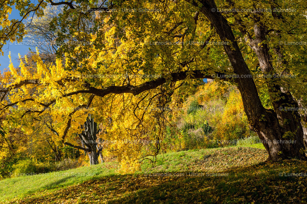 100494-3936 - Barockgarten Blankenburg | max. Bildgröße A2 | 300dpi - Realisiert mit Pictrs.com