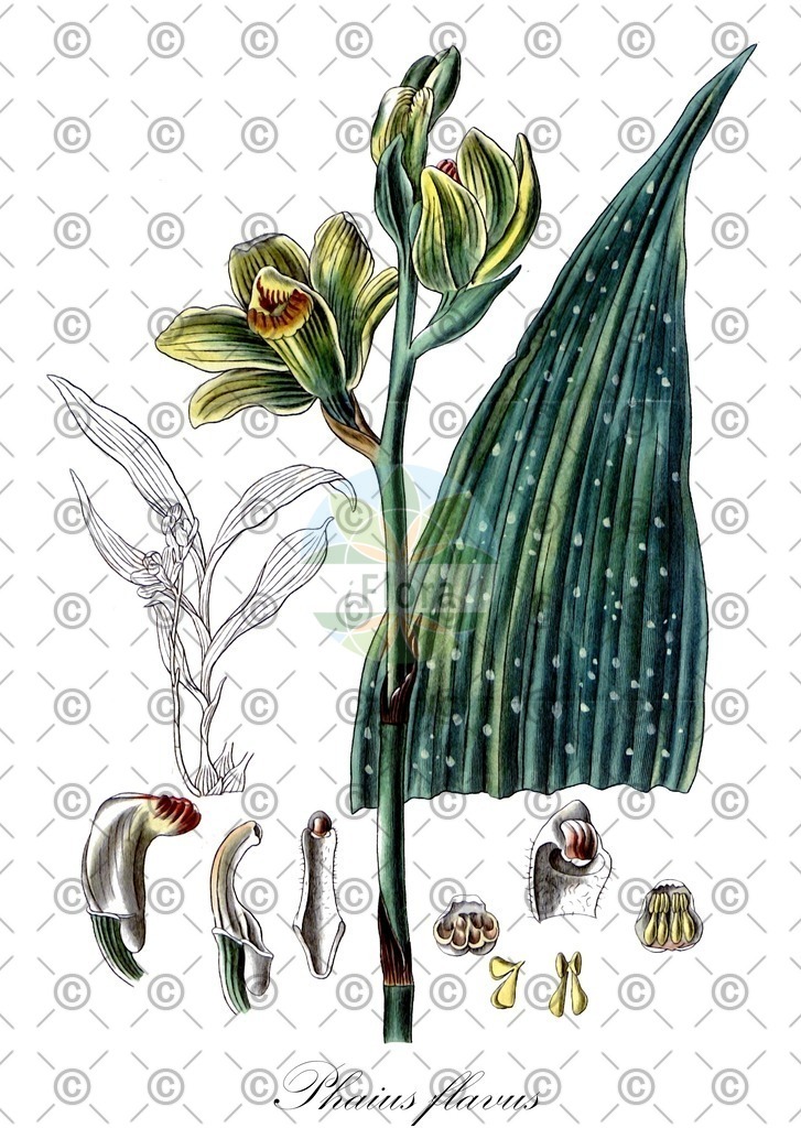 HistAbb_wfo-0000090189_1_ENZY_Simple | Historische Abbildung von Phaius flavus - Orchidaceae | Historical Illustration of Phaius flavus - Orchidaceae