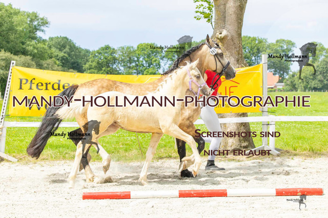Leybucht-199 | mandyhollmannphotographie