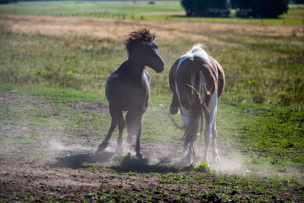 Islandhengste | Ingo Gerlach