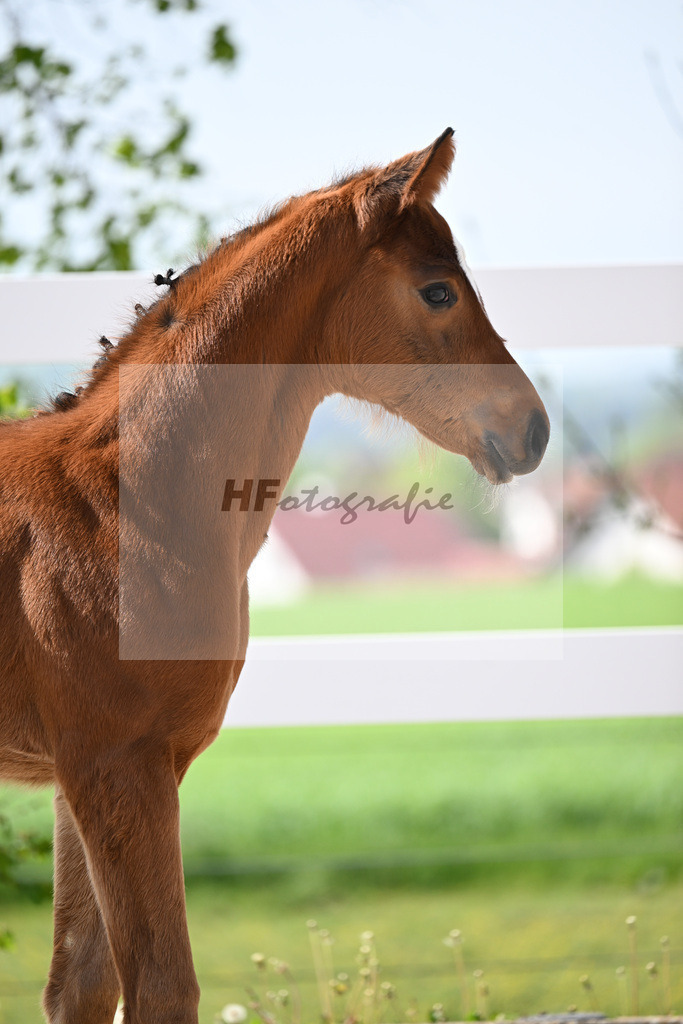 Kat-Nr. 10 SF Just Diamond x Dimaggio_von Unger_23260268 | hf-fotografie - Realisiert mit Pictrs.com