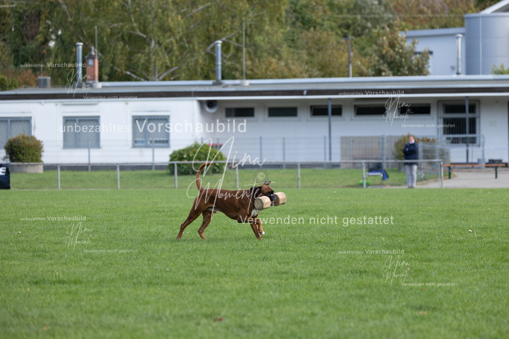 _16A6758 | Einzigartige Fotos von Hunden & Menschen –Actionfotos, Portraits, Vereinsaufnahmen & Paarshootings – authentisch, lebendig & mit Herz.
