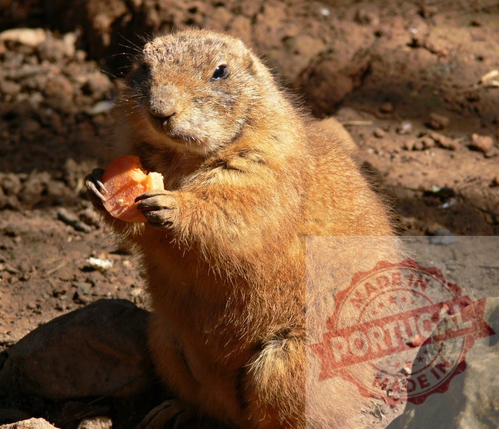 Prairie dog eating carrot in natural habitat | Prairie dog holding and eating a piece of carrot in natural environment - Realized with Pictrs.com