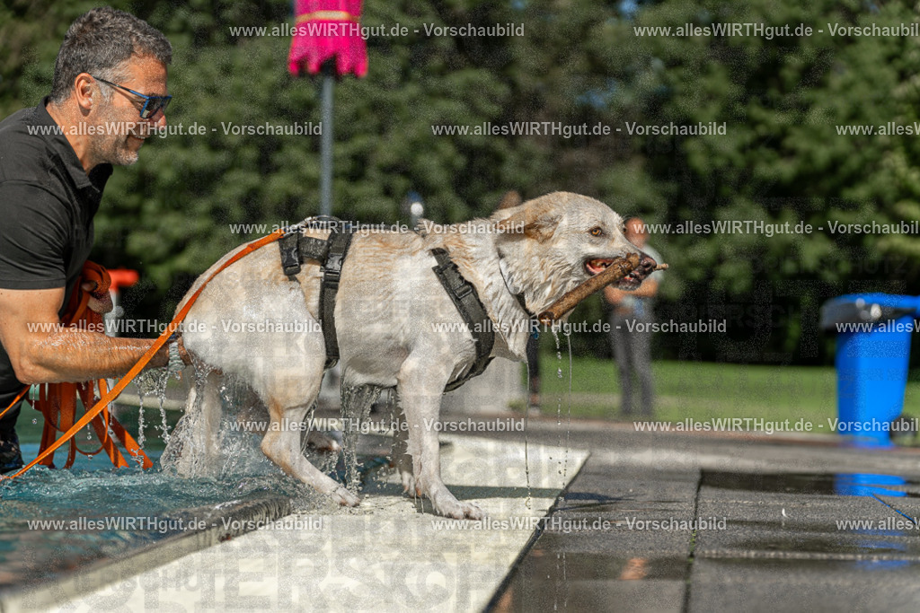 Hundeschwimmen_Volksbad_2026-allesWIRTHgut_Tierfotografie-2609061546-7R501846 | Professionelle Tierfotografie in Mönchengladbach von Daniel Wirth (allesWIRTHgut). Liebevolle & natürliche Bilder von Hunden & Katzen für unvergessliche Erinnerungen.