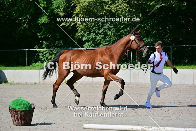04_Kasanova_s Lady von Kasanova de la Pomme - Monte Bellini_879_3558 | Björn Schroeder Pferdefotografie