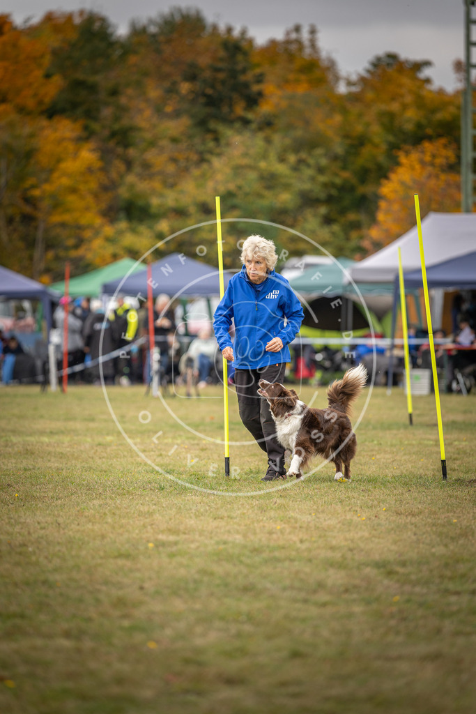 Pfotenfotografie_DV3A6042 | Hundefotografie, Tierfotograf, Pfotenfotografie, Fotoshooting Hund, Hunde Portrait, Hundesport, Hundeportraits, Heideshooting, Hunde, Sportfotograf, Hundefotograf, Turnierhundsport, THS,  - Realisiert mit Pictrs.com