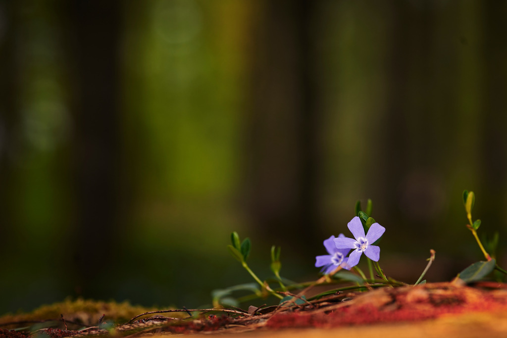 Leberbluemchen am Waldboden | Rauchwart, Austria - April 05, 2014: Leberbluemchen am Waldboden. - Realisiert mit Pictrs.com