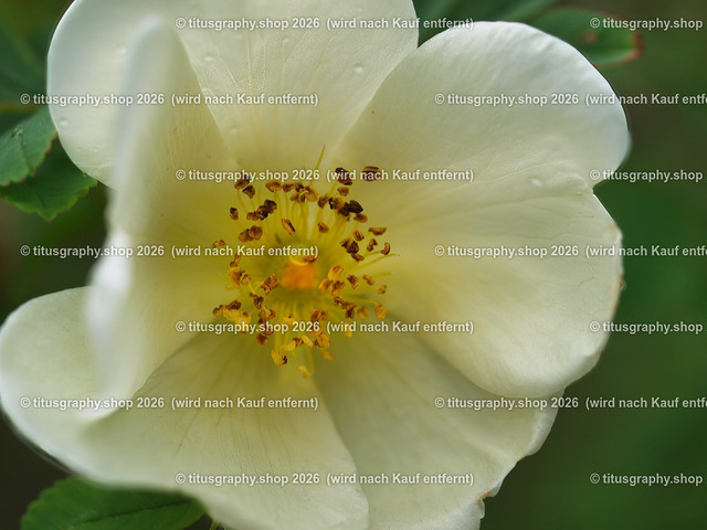 titusgraphy-P6080448_var-103 | Fotokunstarbeit aus der INSTAGRAM-Gallerie auf titusgraphy.eu - Realisiert mit Pictrs.com